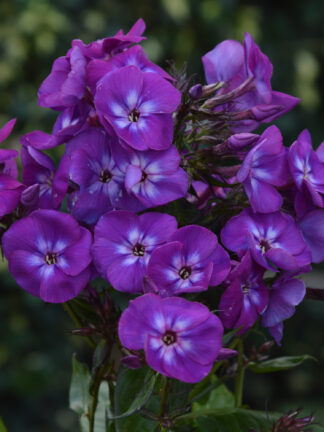 Phlox  Adinda