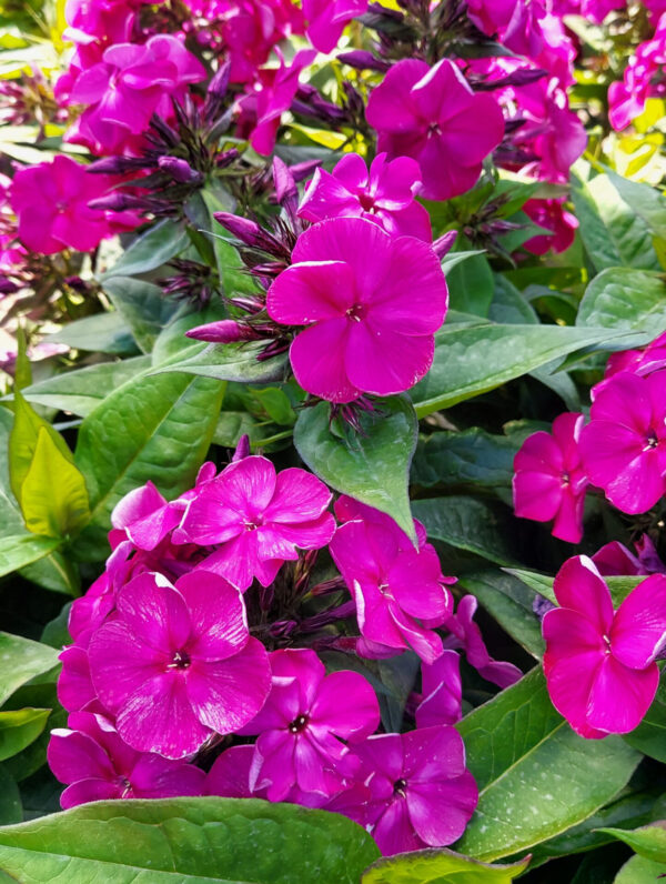 Phlox  Bambini Desire