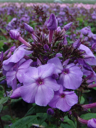 Phlox  Blue Paradise