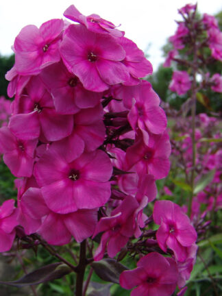 Phlox  Classic Cassis