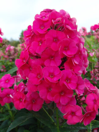 Phlox  Grenadine Dream