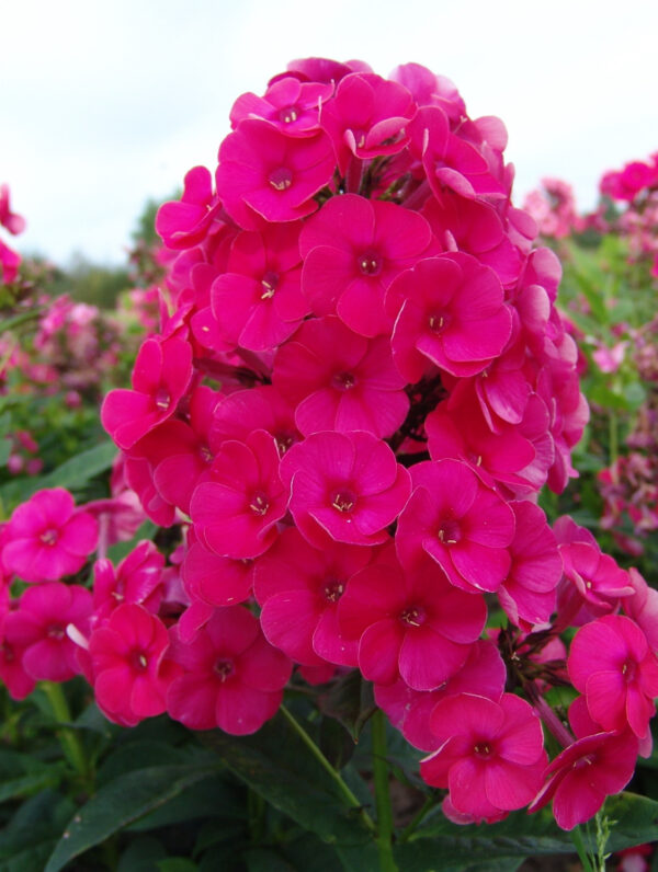 Phlox  Grenadine Dream