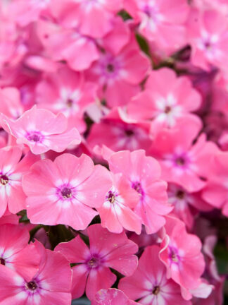 Phlox  Hercules