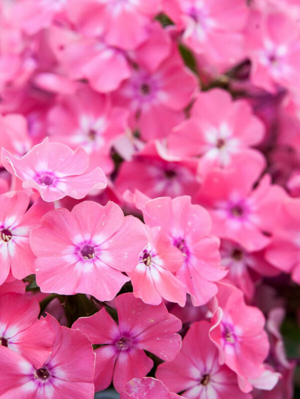 Phlox  Hercules