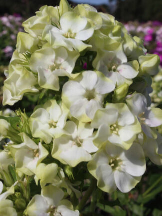 Phlox  Jade