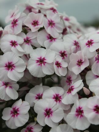 Phlox  Mike's Favourite