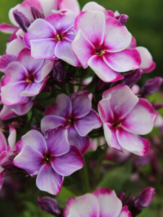 Phlox  Neon Flare Blue