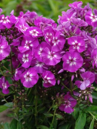 Phlox  Purple Kiss