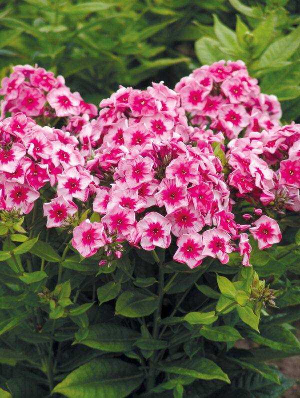 Phlox  Stars and Stripes