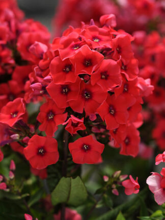 Phlox  Tequila Sunrise