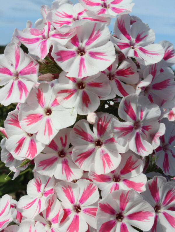 Phlox  Twister