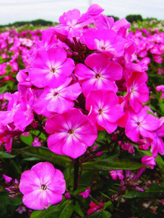 Phlox  Watermelon Punch