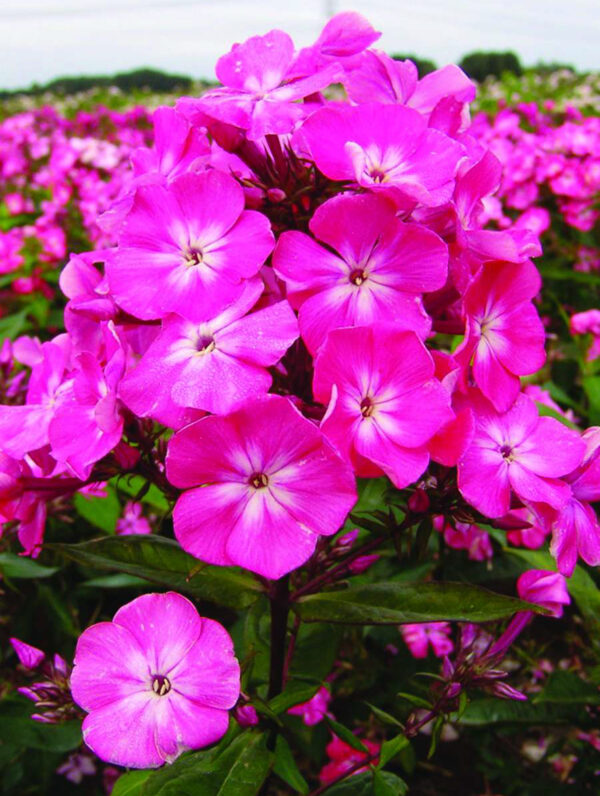 Phlox  Watermelon Punch