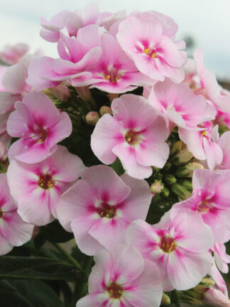 Phlox  Younique Bicolor