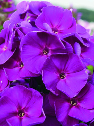 Phlox  Younique Old Purple