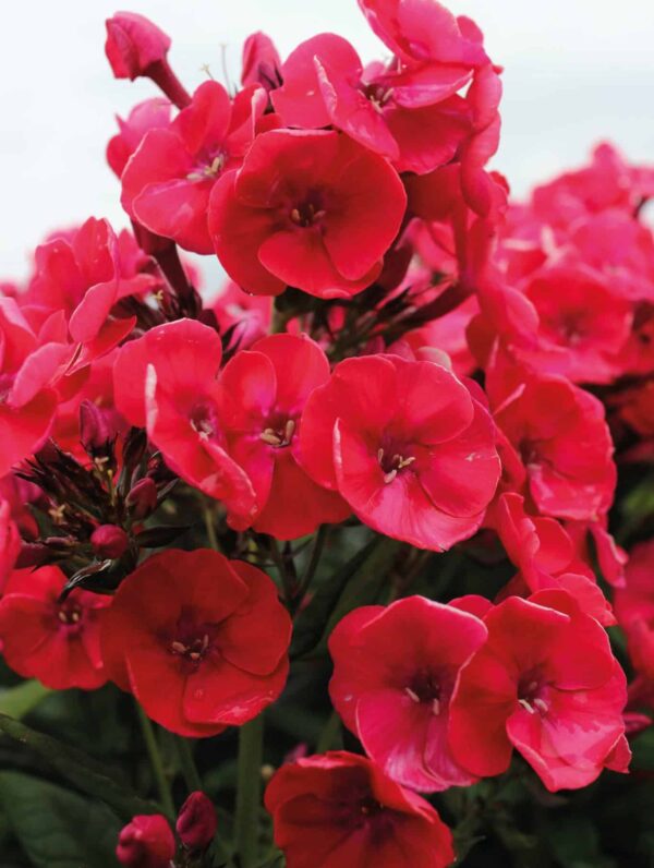 Phlox  Younique Red