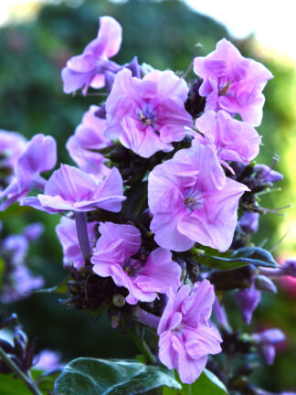 Phlox  Zenobia