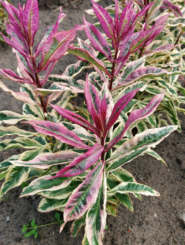 Phlox  Olympus