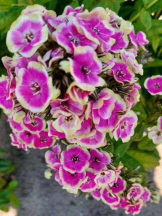 Phlox  Orchid Yellow