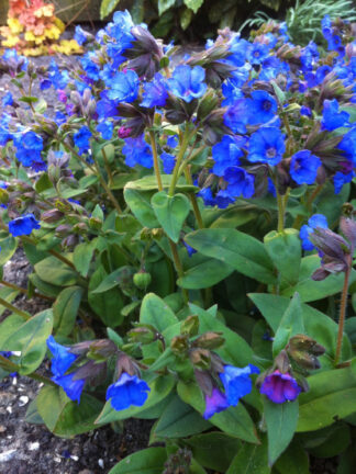 Pulmonaria  Blue Ensign