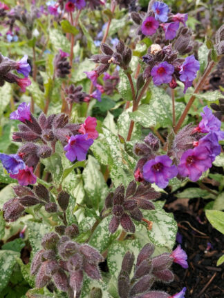 Pulmonaria  Diana Clare