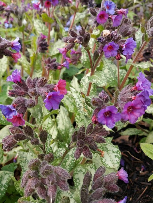 Pulmonaria  Diana Clare
