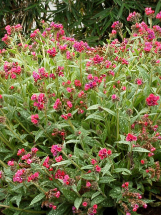 Pulmonaria  Raspberry Splash
