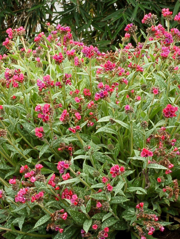Pulmonaria  Raspberry Splash