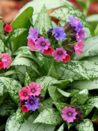 Pulmonaria  Silver Bouquet
