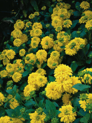 Rudbeckia  Goldquelle