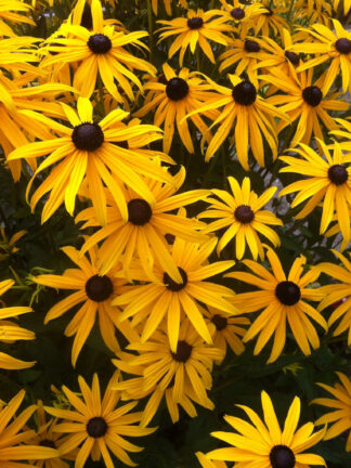 Rudbeckia  Goldsturm