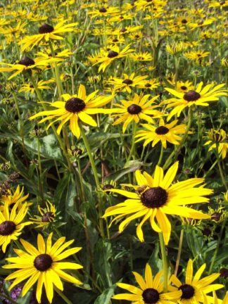 Rudbeckia  Pot of Gold