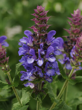 Salvia  Blue Marvel