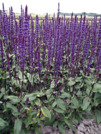 Salvia  Caradonna