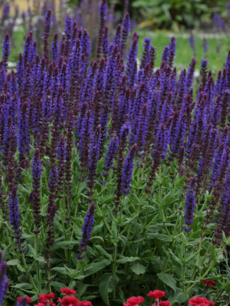 Salvia  Lyrical Blues