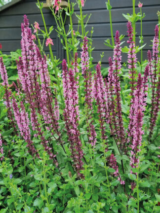Salvia  Caradonna Pink