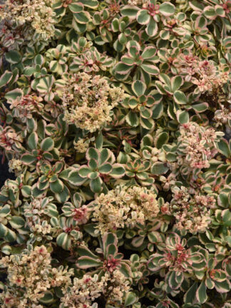 Sedum What a Doozie