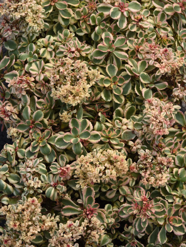 Sedum What a Doozie