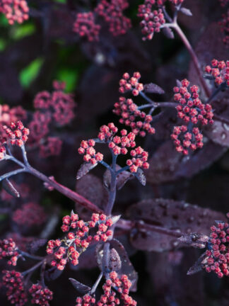 Sedum  Bon Bon