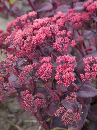 Sedum  Chocolate Cherry