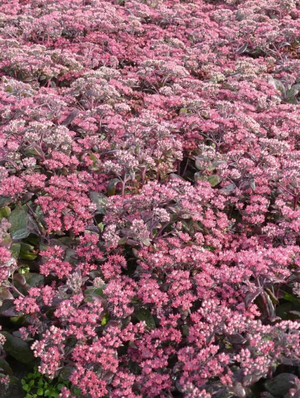 Sedum  Mojave Jewels Diamond