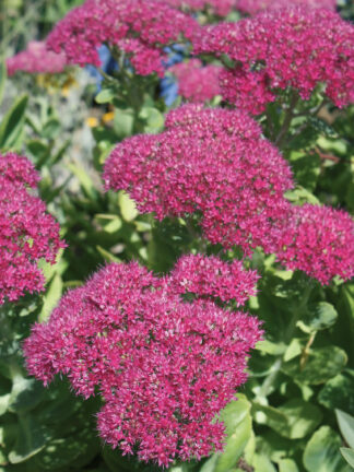Sedum  Neon