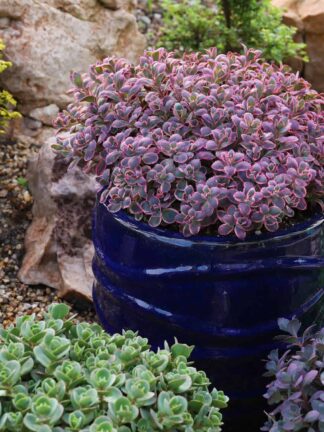 Sedum  Dream Dazzler