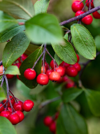 Aronia  Brilliant