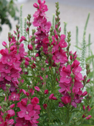 Sidalcea  Candy Girl