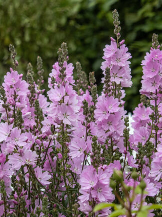 Sidalcea  Elsie Heugh