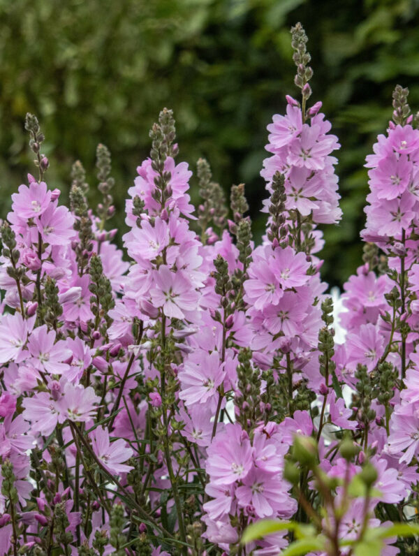 Sidalcea  Elsie Heugh