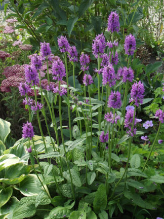 Stachys  Hummelo