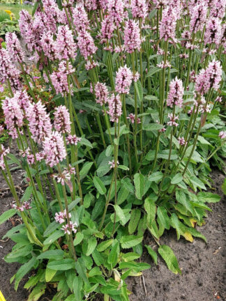 Stachys  Pinky