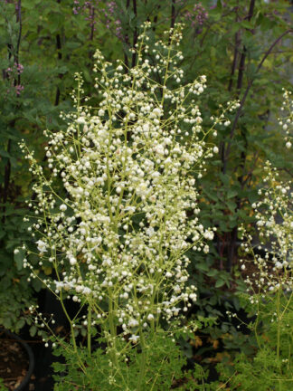 Thalictrum  Album